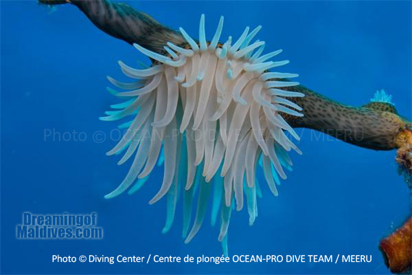 anemone Anemone - Diving at Meeru Island Resort, Maldives North Male Atoll. Ocean Pro