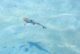 Baby Blacktip Reef Shark