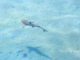 Baby Blacktip Reef Shark