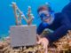 Baros Maldives marine biologist planting a concrete Coral Cubes in the house reef.