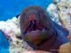 giant moray eel house reef baros maldives