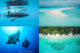 Best Hotels & Guest Houses Dhigurah Island Maldives whales sharks paradise
