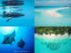 5 of the Best Hotels & Guest Houses to stay in Whale Shark Paradise in Maldives