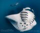 Amilla best Maldives luxury resort to swim with Manta Rays