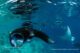 Four Seasons Maldives Landaa Giraavaru best Maldives luxury resort to swim with Manta Rays