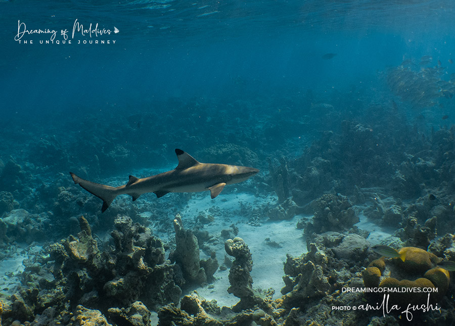Blacktip Reef Shark in Maldives waters