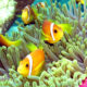 real life Nemo in Maldives Anemone fishes in Maldives