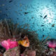 Clownfish in an anemone in Baa Atoll. Photo © Soneva Fushi