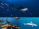 The most common sharks in the Maldives
