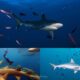 The most common sharks in the Maldives