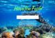 Complete guide to Diving and Snorkeling at Huvafen Fushi Maldives review