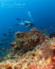 Diving at Amilla Maldives