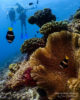 Corals Formation Amilla Fushi Maldives