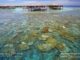 best snorkeling maldives coral reefs plates at lily beach resort
