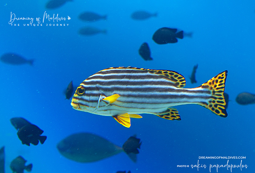 Oriental Sweetlips common Maldives fish snorkeling