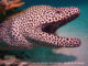 Diving in Baa Atoll Moray eel