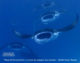 snorkeling manta rays Reethi Beach Resort