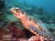 turtle during Snorkeling  in Baa Atoll - Reethi Beach Resort