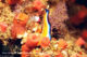 Nudibranch . Faafu Atoll, Filitheyo Nudibranch . Faafu Atoll, Filitheyo