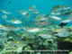 Maldives Reef fishes Diving in Noonu atoll. Hilton Maldives Iru Fushi