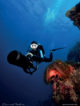 diving pullman maldives