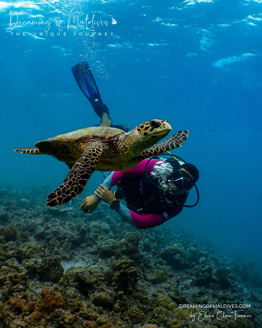 diving at amilla with a turtle