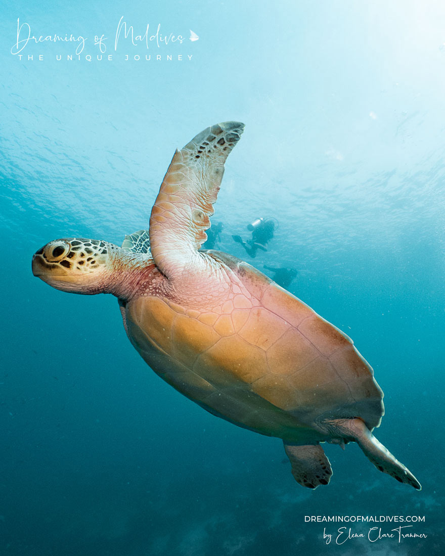 Turtles Amilla Maldives Baa Atoll