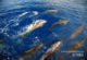 Maldives Dolphins Maldives Dolphins...Noonu Atoll