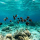 Snorkeling in Baa Atoll.