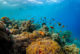 fishes W maldives snorkeling