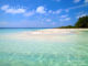 Maldives - Group of White Sterns living on Gaathafushi shores