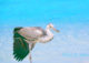 Grey Heron in Maldives