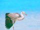 Grey Heron in Maldives