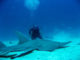 Guitar Shark encounter. Diving in Noonu Atoll - Hilton Iru Fushi Maldives Guitar Shark encounter. Diving in Noonu Atoll - Hilton Iru Fushi Maldives