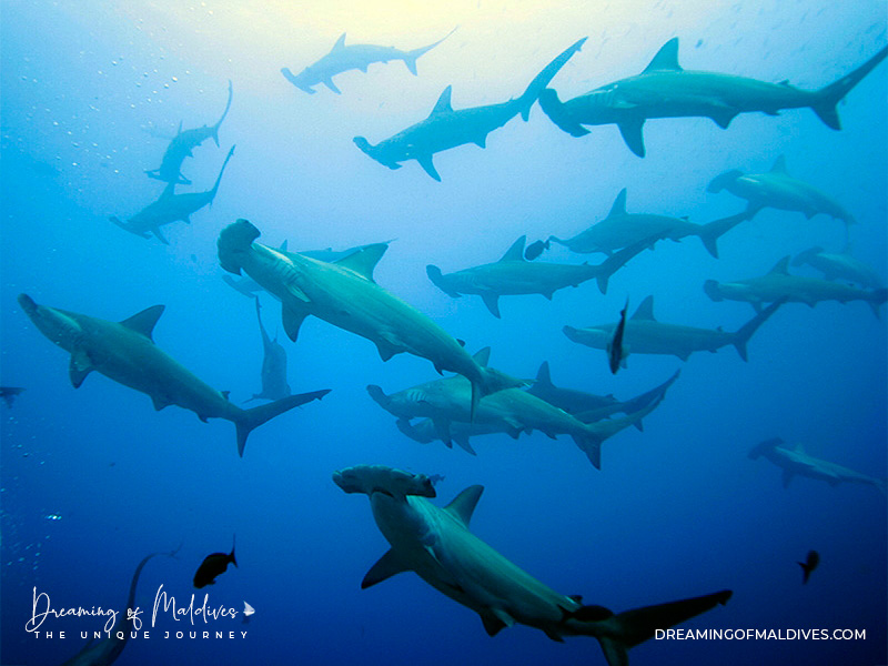 Huge group of hammerhead sharks