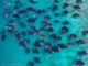 Swim with Manta Rays at reethi beach resort maldives