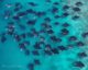 Swim with Manta Rays at reethi beach resort maldives