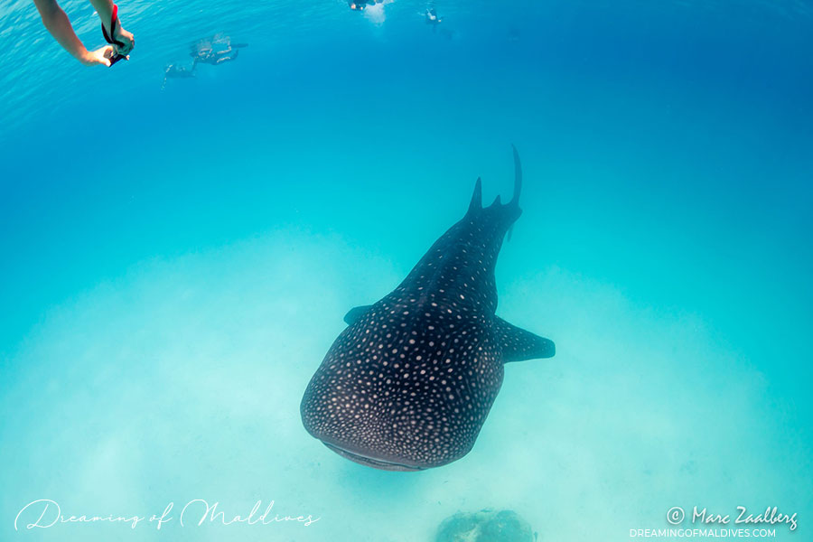 Whale Shark spotted by Kihaa Maldives at Hanifaru Bay. Baa Atoll