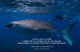 You will love the Ocean Swim with Whale Sharks !