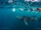 Guests from LUX* South Ari Atoll Resort swimming with a whale shark