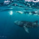 Guests from LUX* South Ari Atoll Resort swimming with a whale shark