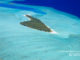 Maldives photo of the day. Aerial Photo of a small paradisiacal Island