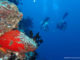 Best Dive Spots in Baa Atoll Maldives diving guide