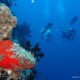 Best Dive Spots in Baa Atoll Maldives diving guide