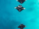 free HD Maldives Manta Rays Background image for Mobiles