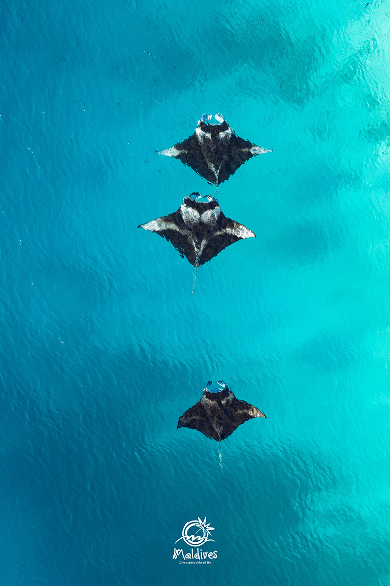 Maldives Free Mobile Wallpaper Of Manta Rays Freebie