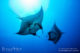 mantas at dhirurah island