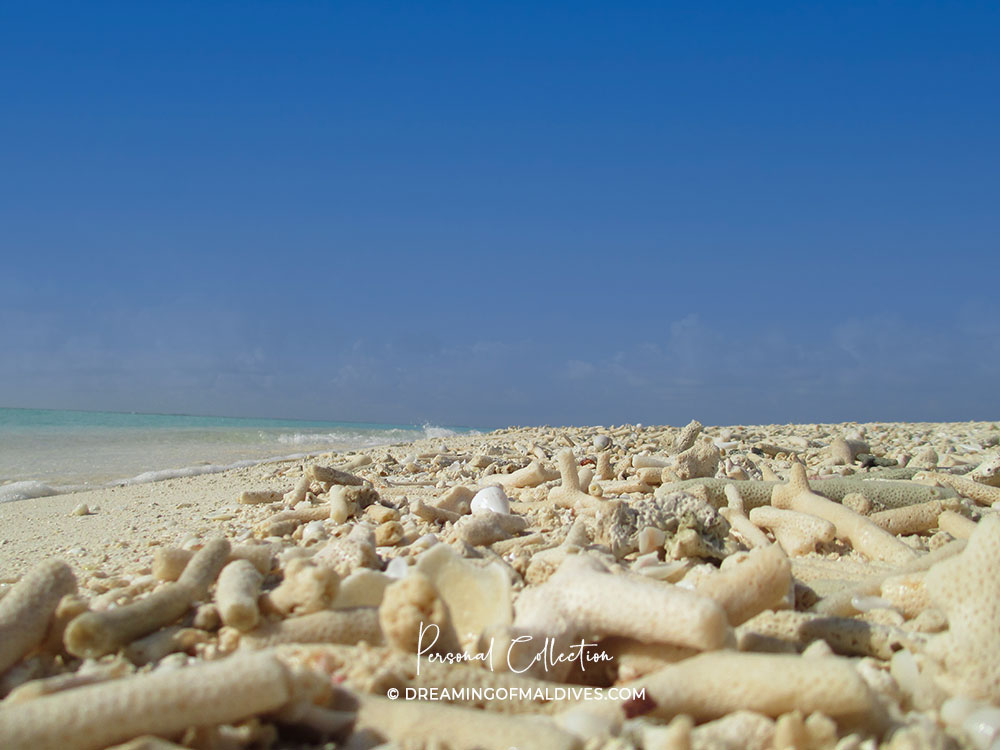 Coral on a maldives beach natural island