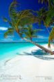 Paradise Beach Maldives Islands