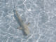 Shark in Maldives lagoon